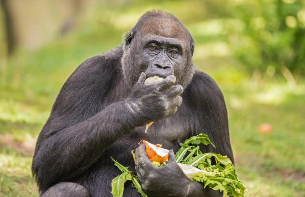 reiser til rwanda, rwanda reise, rwanda reiser, reiser rwanda, reis til rwanda, tur til rwanda, ferie rwanda, unike reiser, pakkereiser, skreddersydde reiser, pakketurer, reiser, reisebyrå, reisetips