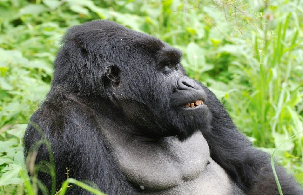 reiser uganda, afrika reiser, reiser til afrika, reiser afrika, reisemål afrika, Unike reiser, pakkereiser, skreddersydde reiser, pakketurer, reiser, reisebyrå, reisetips, safari i afrika, uganda safari reiser, tur til uganda, ferie uganda, gorillatrekking, sjimpansetrekking