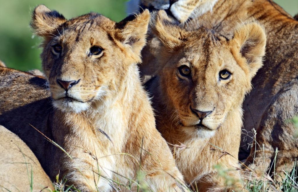 reiser kenya, afrika reiser, reiser til afrika, reiser afrika, reisemål afrika, Unike reiser, pakkereiser, skreddersydde reiser, pakketurer, reiser, reisebyrå, reisetips, safari i afrika, kenya safari reiser, tur til kenya, ballongsafari, ferie kenya