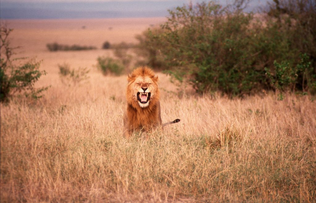 Reiser til kenya, afrika reiser, reiser til afrika, reiser afrika, reisemål afrika, Unike reiser, pakkereiser, skreddersydde reiser, pakketurer, reiser, reisebyrå, reisetips, safari i afrika, kenya safari reiser, tur til kenya, ballongsafari, ferie kenya