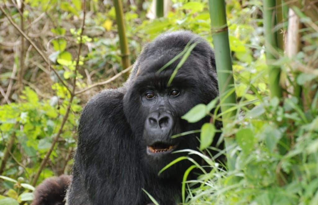 reiser til uganda, reiser uganda, afrika reiser, reiser til afrika, reiser afrika, reisemål afrika, Unike reiser, pakkereiser, skreddersydde reiser, pakketurer, reiser, reisebyrå, reisetips, safari i afrika, uganda safari reiser, tur til uganda, ferie uganda, gorillatrekking, sjimpansetrekking