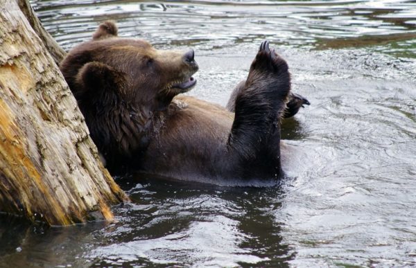 reiser USA, reiser alaska, reiser Anchorage, bjørnesafari, skreddersydde reiser, pakkereiser