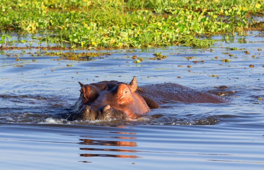 reiser kenya, afrika reiser, reiser til afrika, reiser afrika, reisemål afrika, Unike reiser, pakkereiser, skreddersydde reiser, pakketurer, reiser, reisebyrå, reisetips, safari i afrika, kenya safari reiser, tur til kenya, ballongsafari, ferie kenya