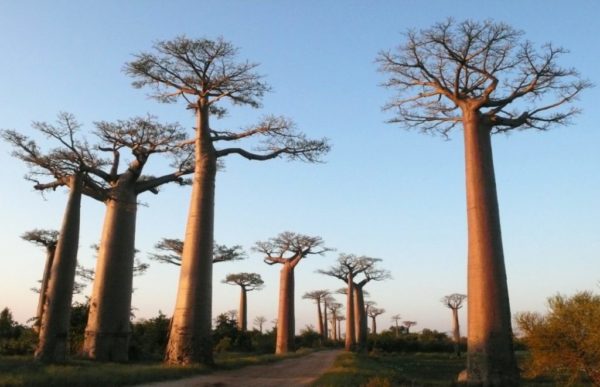 reiser til madagaskar, madagaskar reise, madagaskar reiser, reiser madagaskar, reis til madagaskar, tur til madagaskar, ferie madagaskar, unike reiser, pakkereiser, skreddersydde reiser, pakketurer, reiser, reisebyrå, reisetips, lemurer