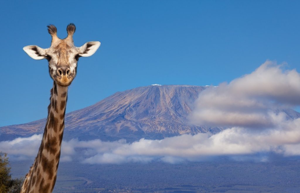 reiser til tanzania, afrika reiser, reiser til afrika, reiser afrika, reisemål afrika, Unike reiser, pakkereiser, skreddersydde reiser, pakketurer, reiser, reisebyrå, reisetips, safari i afrika, tanzania safari reiser, tur til tanzania, ballongsafari, ferie tanzania