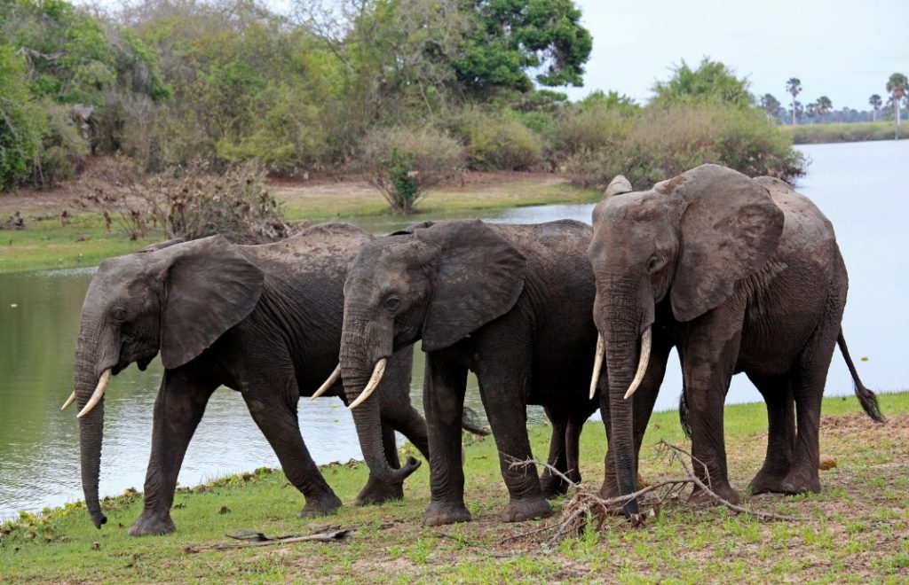 reiser til tanzania, afrika reiser, reiser til afrika, reiser afrika, reisemål afrika, Unike reiser, pakkereiser, skreddersydde reiser, pakketurer, reiser, reisebyrå, reisetips, safari i afrika, tanzania safari reiser, tur til tanzania, ballongsafari, ferie tanzania