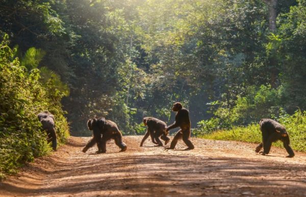 reiser uganda, afrika reiser, reiser til afrika, reiser afrika, reisemål afrika, Unike reiser, pakkereiser, skreddersydde reiser, pakketurer, reiser, reisebyrå, reisetips, safari i afrika, uganda safari reiser, tur til uganda, ferie uganda, gorillatrekking, sjimpansetrekking