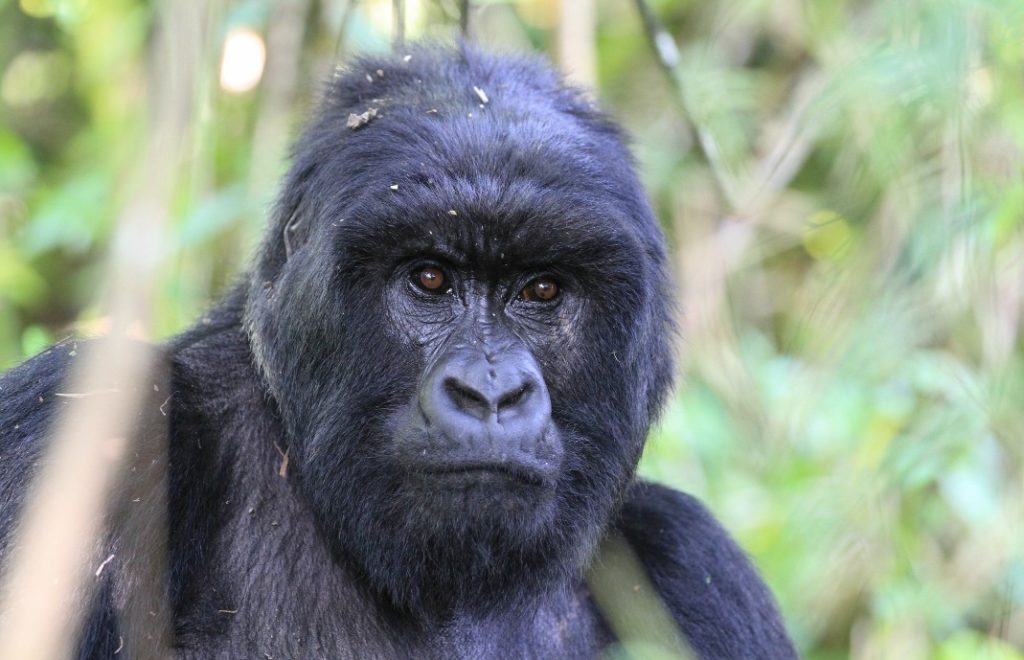 reiser uganda, afrika reiser, reiser til afrika, reiser afrika, reisemål afrika, Unike reiser, pakkereiser, skreddersydde reiser, pakketurer, reiser, reisebyrå, reisetips, safari i afrika, uganda safari reiser, tur til uganda, ferie uganda, gorillatrekking, sjimpansetrekking