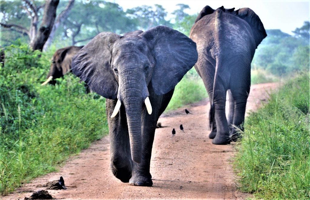 reiser uganda, afrika reiser, reiser til afrika, reiser afrika, reisemål afrika, Unike reiser, pakkereiser, skreddersydde reiser, pakketurer, reiser, reisebyrå, reisetips, safari i afrika, uganda safari reiser, tur til uganda, ferie uganda, gorillatrekking, sjimpansetrekking