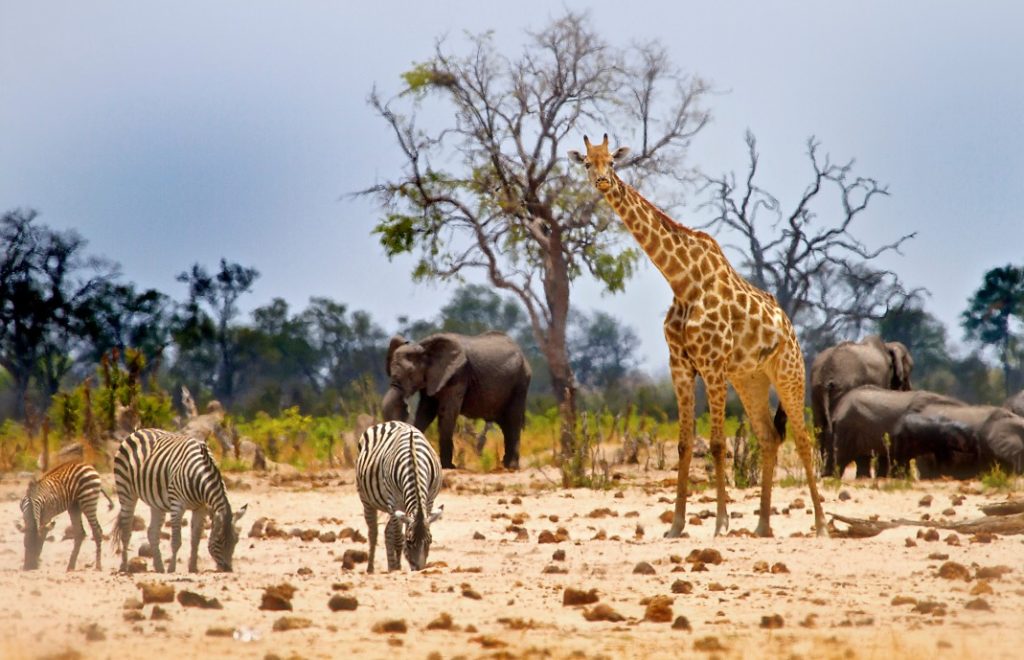 Reiser til zimbabwe, afrika reiser, reiser til afrika, reiser afrika, reisemål afrika, Unike reiser, pakkereiser, skreddersydde reiser, pakketurer, reiser, reisebyrå, reisetips, safari i afrika, zimbabwe safari reiser, tur til zimbabwe, ballongsafari, ferie zimbabwe, victoria falls