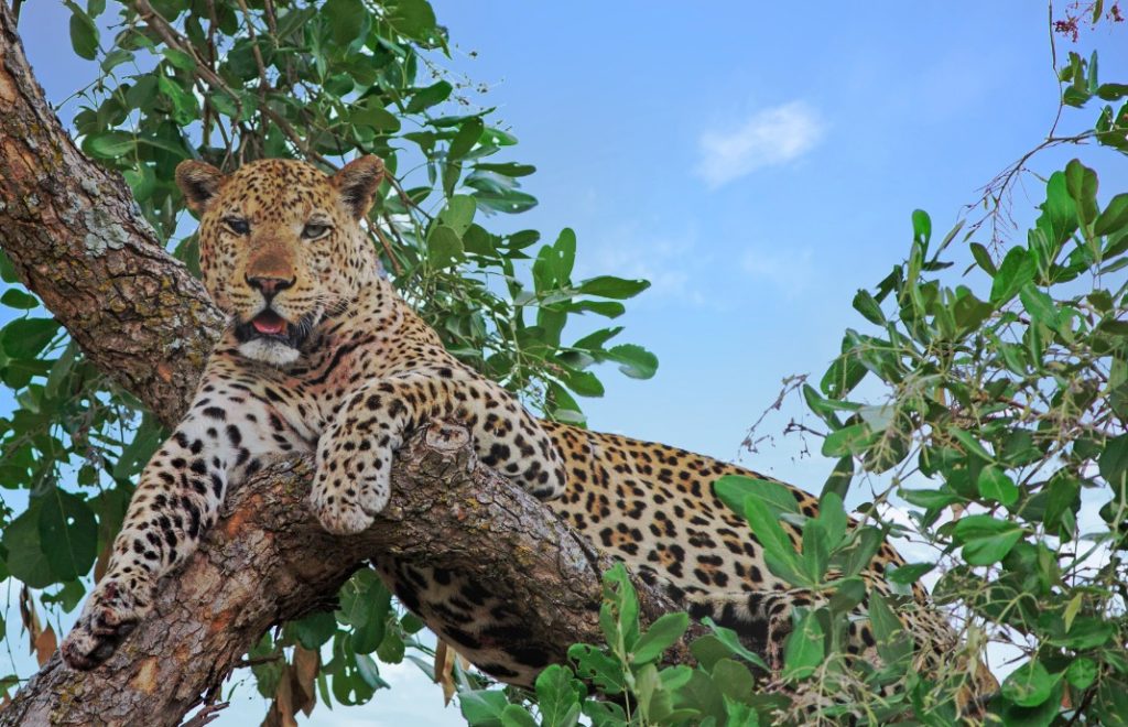 Reiser til zambia, afrika reiser, reiser til afrika, reiser afrika, reisemål afrika, Unike reiser, pakkereiser, skreddersydde reiser, pakketurer, reiser, reisebyrå, reisetips, safari i afrika, zambia safari reiser, tur til zambia, ballongsafari, ferie zambia, victoria falls