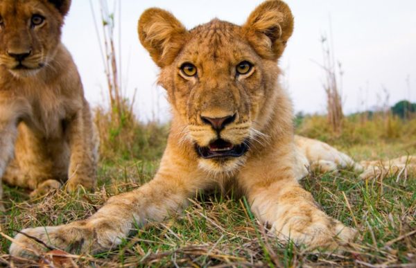 Reiser til zambia, afrika reiser, reiser til afrika, reiser afrika, reisemål afrika, Unike reiser, pakkereiser, skreddersydde reiser, pakketurer, reiser, reisebyrå, reisetips, safari i afrika, zambia safari reiser, tur til zambia, ballongsafari, ferie zambia, victoria falls