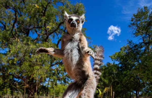 reiser til madagaskar, madagaskar reise, madagaskar reiser, reiser madagaskar, reis til madagaskar, tur til madagaskar, ferie madagaskar, unike reiser, pakkereiser, skreddersydde reiser, pakketurer, reiser, reisebyrå, reisetips