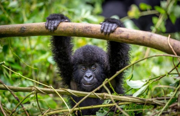 reiser til rwanda, rwanda reise, rwanda reiser, reiser rwanda, reis til rwanda, tur til rwanda, ferie rwanda, unike reiser, pakkereiser, skreddersydde reiser, pakketurer, reiser, reisebyrå, reisetips