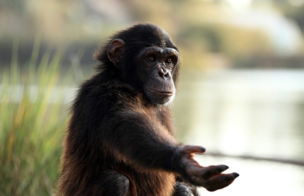 reiser til rwanda, rwanda reise, rwanda reiser, reiser rwanda, reis til rwanda, tur til rwanda, ferie rwanda, unike reiser, pakkereiser, skreddersydde reiser, pakketurer, reiser, reisebyrå, reisetips