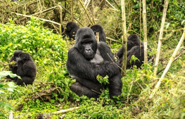 reiser til rwanda, rwanda reise, rwanda reiser, reiser rwanda, reis til rwanda, tur til rwanda, ferie rwanda, unike reiser, pakkereiser, skreddersydde reiser, pakketurer, reiser, reisebyrå, reisetips