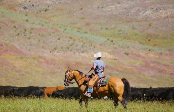 reiser til usa,, usareiser, reiser til amerika, tur til usa, usa reiser, reiser usa, usa turer, unike reiser, pakkereiser, skreddersydde reiser, pakketurer, reiser, reisebyrå, reisetips ranchferie, ranchopphold