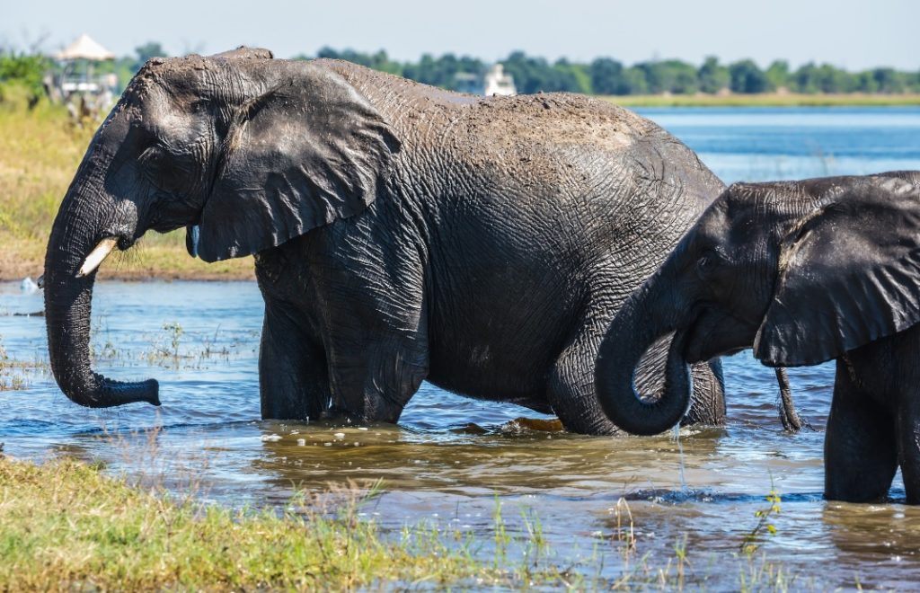 Reiser til botswana, afrika reiser, reiser til afrika, reiser afrika, reisemål afrika, Unike reiser, pakkereiser, skreddersydde reiser, pakketurer, reiser, reisebyrå, reisetips, safari i afrika, botswana safari reiser, tur til botswana, ballongsafari, ferie botswana, victoria falls
