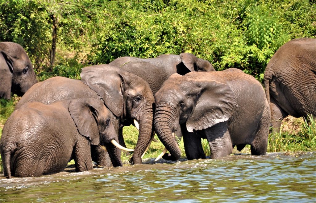 reiser til rwanda, rwanda reise, rwanda reiser, reiser rwanda, reis til rwanda, tur til rwanda, ferie rwanda, unike reiser, pakkereiser, skreddersydde reiser, pakketurer, reiser, reisebyrå, reisetips