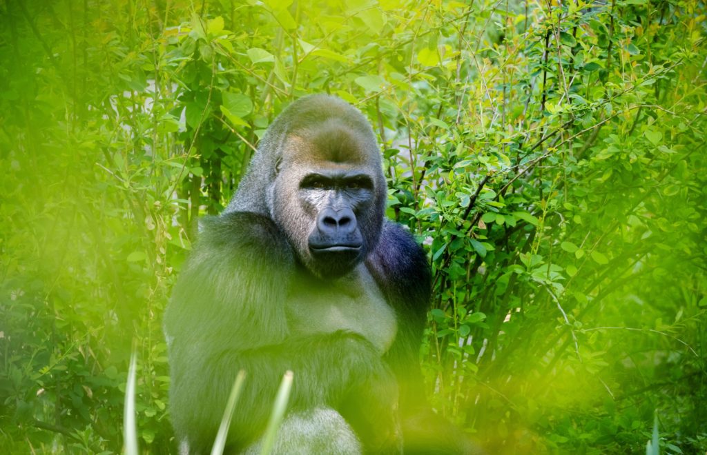 Silverback Gorilla 2