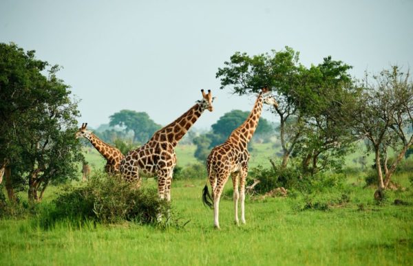 reiser uganda, afrika reiser, reiser til afrika, reiser afrika, reisemål afrika, Unike reiser, pakkereiser, skreddersydde reiser, pakketurer, reiser, reisebyrå, reisetips, safari i afrika, uganda safari reiser, tur til uganda, ferie uganda, gorillatrekking, sjimpansetrekking