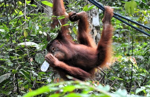 Borneo