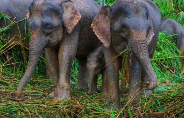 Borneo_13