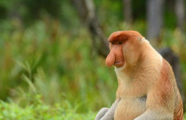Borneo_7