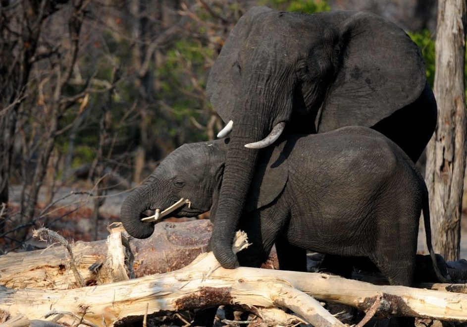 reiser til malawi, malawi reise, malawi reiser, reiser malawi, reis til malawi, tur til malawi, ferie malawi, unike reiser, pakkereiser, skreddersydde reiser, pakketurer, reiser, reisebyrå, reisetips